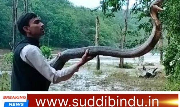 King Cobra: ಅಬ್ಬಬ್ಬಾ.! ಇದೆಷ್ಟು ದೊಡ್ಡ‌ದಾದ ಕಾಳಿಂಗ