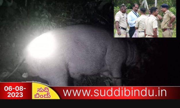 ದೈವದಂತೆ ಕಾಣುತ್ತಿದ್ದ ಕಾಡುಹಂದಿ ಕೊಂದ ದುರುಳರು : ಗ್ರಾಮಸ್ಥರಲ್ಲಿ ಕಣ್ಣೀರು
