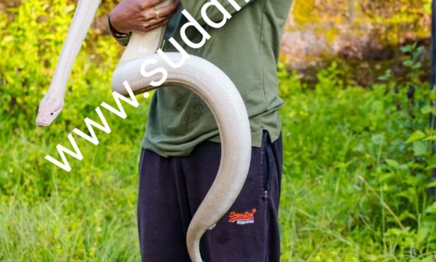 White Python: ಭಾರತದಲ್ಲೇ ಅತೀ ದೊಡ್ಡ ಬಿಳಿ ಹೆಬ್ಬಾವು ಕುಮಟದಲ್ಲಿ ಪ್ರತ್ಯಕ್ಷ : ರಕ್ಷಿಸಿದ ಪವನ್ ನಾಯ್ಕ