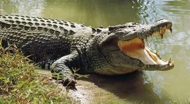 Crocodile ಮೊಸಳೆ ಕಂಡು ಮೂರ್ಛೆ ಹೋದ ಧಾರವಾಡದ ಯುವತಿ