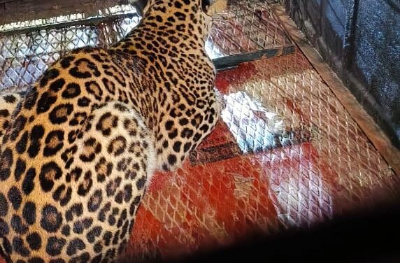 ಹೆಗಡೆ ಮಚಗೋಣದಲ್ಲಿ ಬೋನಿಗೆ ಬಿದ್ದ ಚಿರತೆ