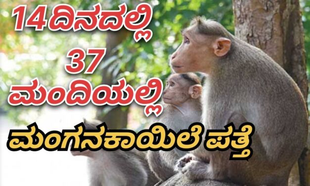 Monkeypox:ಸಿದ್ದಾಪುರದಲ್ಲಿ 14ದಿನದಲ್ಲಿ 37ಮಂದಿಯಲ್ಲಿ ಮಂಗನಕಾಯಿಲೆ ಪತ್ತೆ