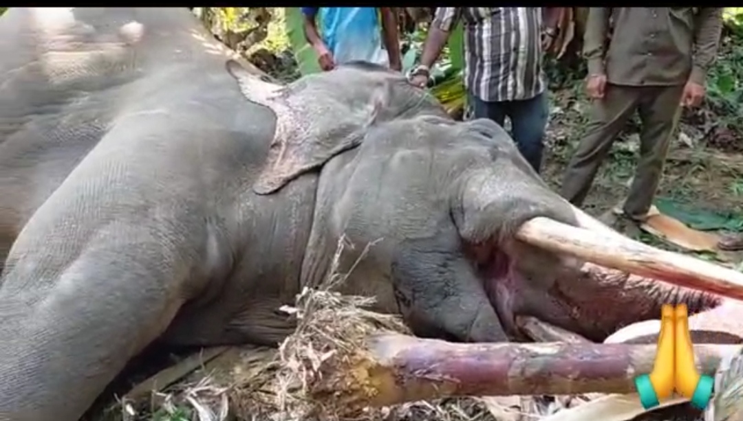 ತೋಟದೊಳಗೆ ಬಂದಿದ್ದ ಕಾಡಾನೆ ಸಾವು : ವಿದ್ಯುತ್ ತಂತಿ ತಗುಲಿ ಮೃತಪಟ್ಟಿರುವ ಶಂಕೆ