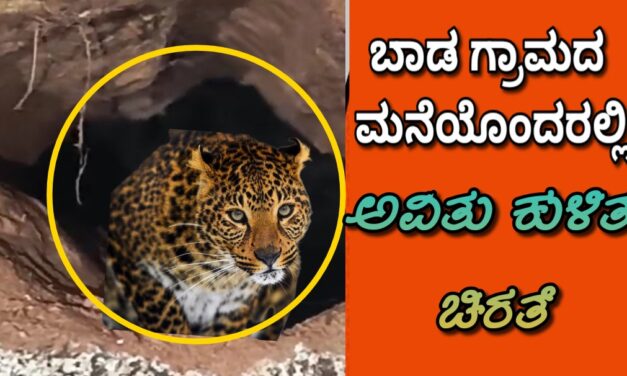 ಬಾಡ ಗ್ರಾಮದ ಮನೆಯೊಂದರಲ್ಲಿ ಅವಿತುಕೊಂಡ ಚಿರತೆ