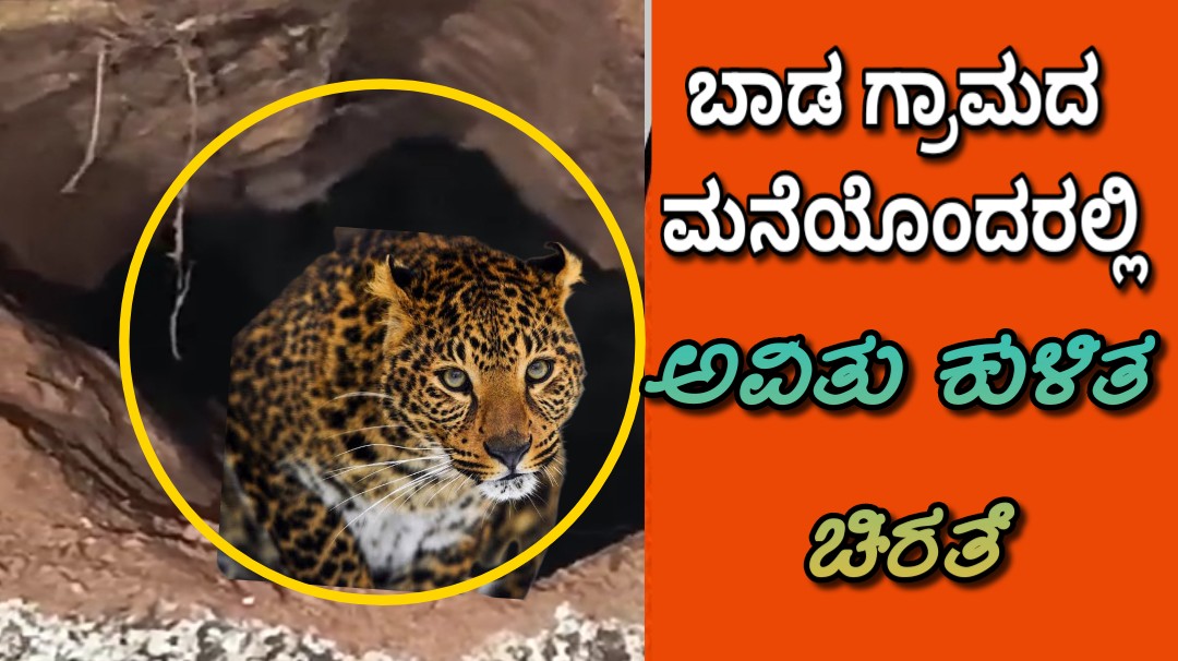 ಬಾಡ ಗ್ರಾಮದ ಮನೆಯೊಂದರಲ್ಲಿ ಅವಿತುಕೊಂಡ ಚಿರತೆ
