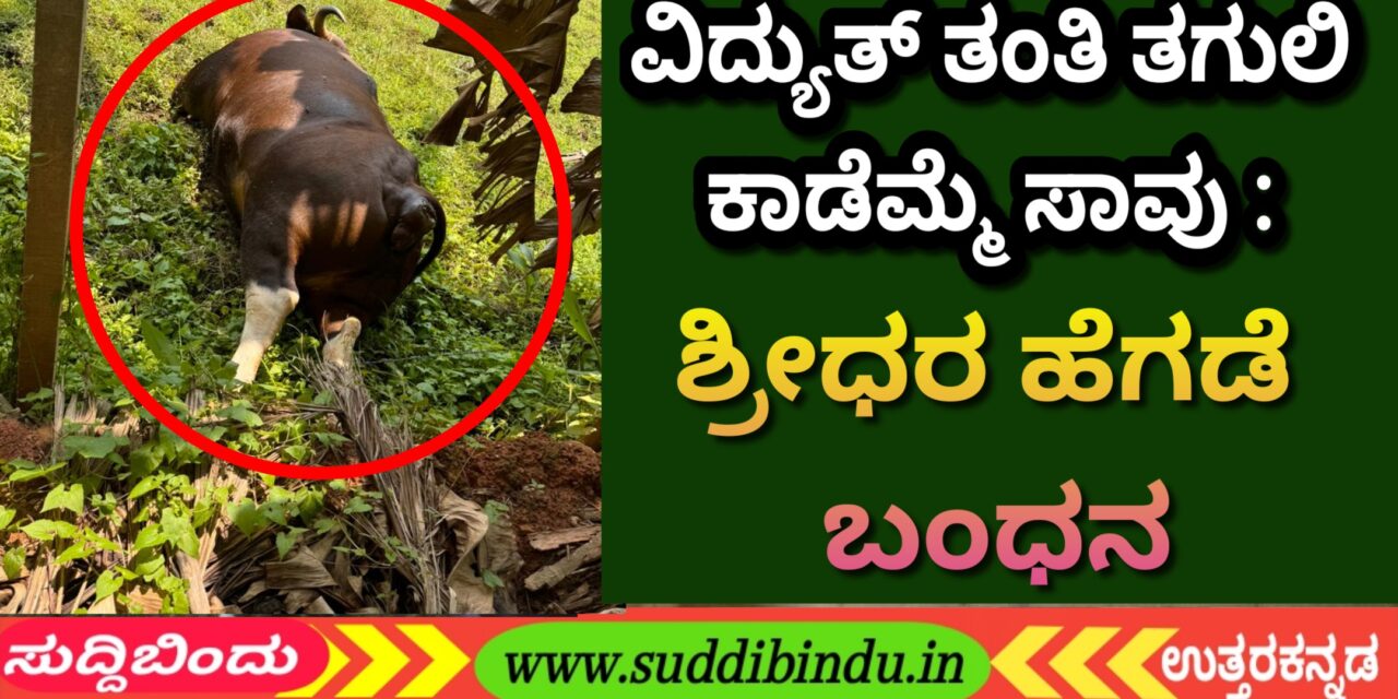 ವಿದ್ಯುತ್ ತಂತಿ ತಗುಲಿ ಕಾಡೆಮ್ಮೆ ಸಾವು : ಶ್ರೀಧರ ಹೆಗಡೆ ಬಂಧನ