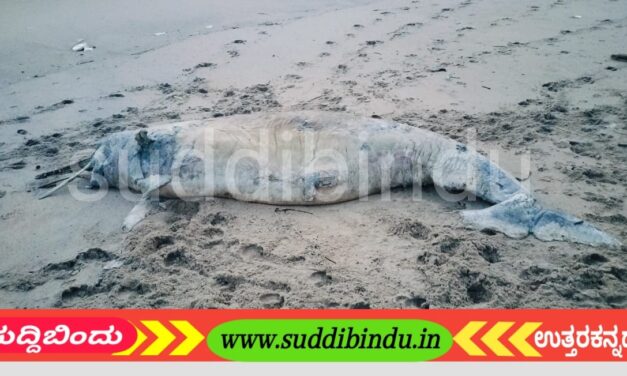 ಕಡಲತೀರದಲ್ಲಿ ಡಾಲ್ಫಿನ್ ಕಳೇಬರ ಪತ್ತೆ