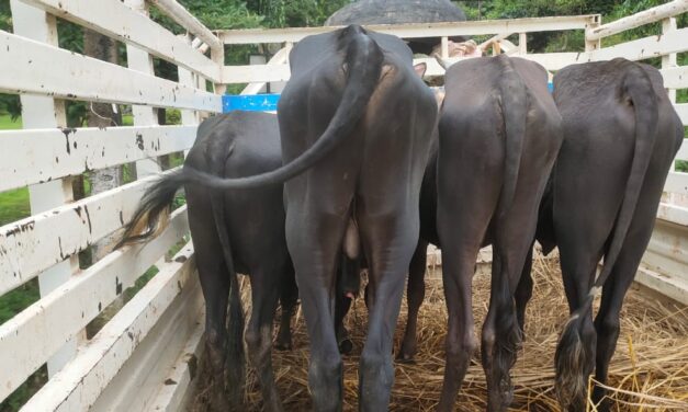 ಅಕ್ರಮ ಜಾನುವಾರು ಸಾಗಾಟ ಮಾಡುತ್ತಿದ್ದ ಇಬ್ಬರು ಪೊಲೀಸರ ವಶಕ್ಕೆ