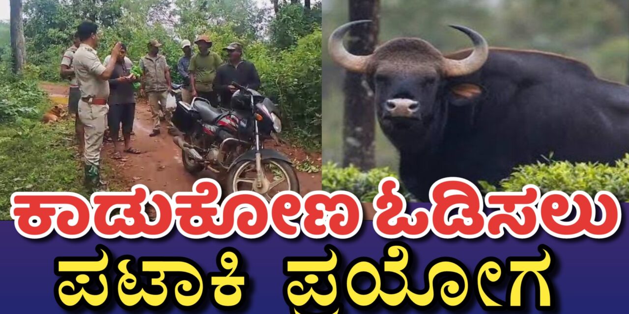 ಕಾಡು ಕೋಣ ಓಡಿಸಲು ಪಟಾಕಿ ಪ್ರಯೋಗ