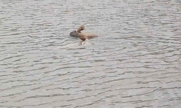 ಮೀನು ಹಿಡಿಯಲು ಹೋಗಿ ನಾಪತ್ತೆಯಾಗಿದ್ದ ಯುವಕನ ಶವ ಪತ್ತೆ