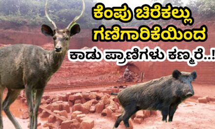 ಕೆಂಪು ಚಿರೆಕಲ್ಲು ಗಣಿಗಾರಿಕೆಯಿಂದ‌ ಕಾಡು ಪ್ರಾಣಿಗಳು ಕಣ್ಮರೆ..!