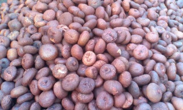 ಅಡಿಕೆ ಬೆಳೆಗಾರರಿಗೆ ಶಾಕ್ : “ಕ್ಯಾನ್ಸರ್ ಆತಂಕ”