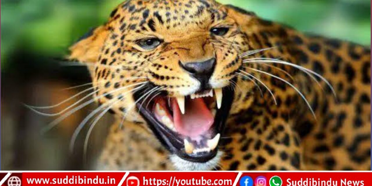ಹೊಸಾಕುಳಿ ಗ್ರಾ.ಪಂ.ವ್ಯಾಪ್ತಿಯಲ್ಲಿ ಒಂದೇ ದಿನ ಇಬ್ಬರ ಮೇಲೆ ಚಿರತೆ ದಾಳಿ