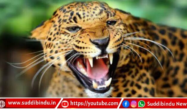 ಹೊಸಾಕುಳಿ ಗ್ರಾ.ಪಂ.ವ್ಯಾಪ್ತಿಯಲ್ಲಿ ಒಂದೇ ದಿನ ಇಬ್ಬರ ಮೇಲೆ ಚಿರತೆ ದಾಳಿ