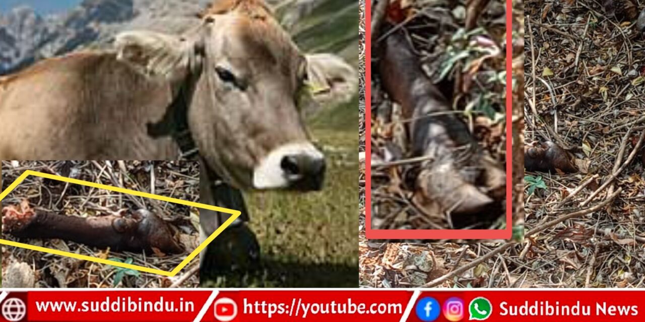ಆಕಳ ಕೆಚ್ಚಲು ಕೊಯ್ದ ಪ್ರಕರಣ ಮಾಸುವ ಮುನ್ನವೇ ಉತ್ತರಕನ್ನಡದಲ್ಲಿ ಗರ್ಭಿಣಿ ಆಕಳ‌‌ನ್ನ ತುಂಡರಿಸಿದ ದುರುಳರು