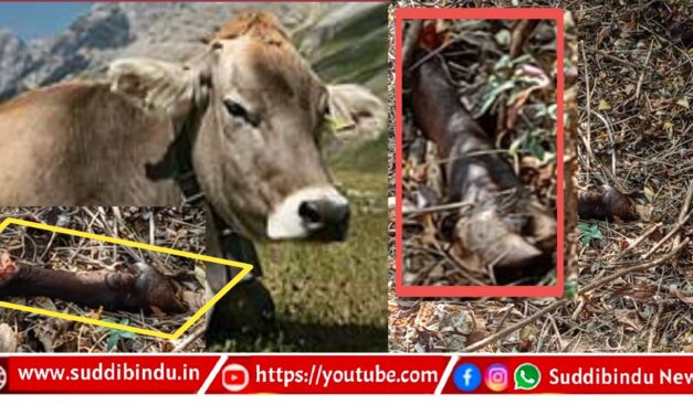 ಆಕಳ ಕೆಚ್ಚಲು ಕೊಯ್ದ ಪ್ರಕರಣ ಮಾಸುವ ಮುನ್ನವೇ ಉತ್ತರಕನ್ನಡದಲ್ಲಿ ಗರ್ಭಿಣಿ ಆಕಳ‌‌ನ್ನ ತುಂಡರಿಸಿದ ದುರುಳರು