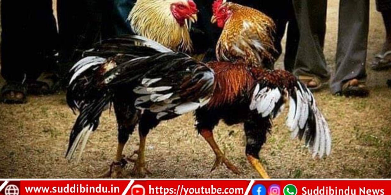ಕೋಳಿ ಅಂಕದ ಅಡ್ಡೆಯ ಮೇಲೆ‌ ದಾಳಿ ಆರೋಪಿಗಳು ಪರಾರಿ: ಬೈಕ್‌ಗಳಷ್ಟೆ ವಶಕ್ಕೆ