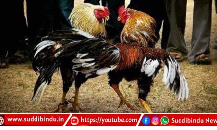 ಕೋಳಿ ಅಂಕದ ಅಡ್ಡೆಯ ಮೇಲೆ‌ ದಾಳಿ ಆರೋಪಿಗಳು ಪರಾರಿ: ಬೈಕ್‌ಗಳಷ್ಟೆ ವಶಕ್ಕೆ