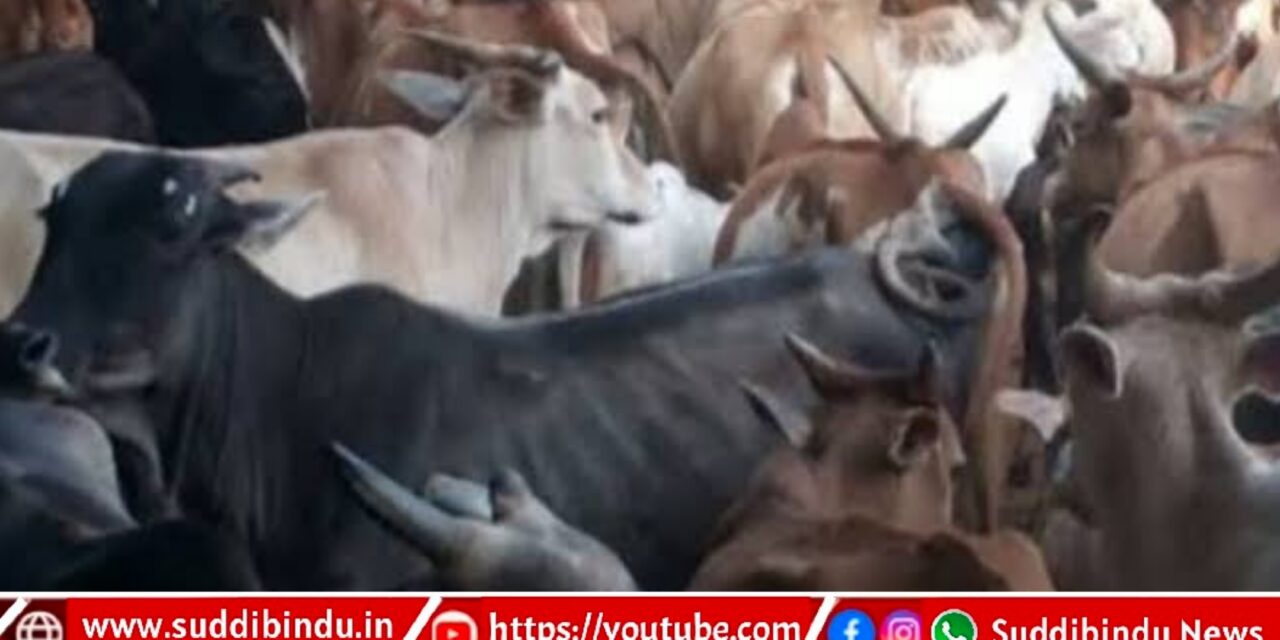 ರಾಜ್ಯದಲ್ಲಿ ಗೋಶಾಲೆ ಯೋಜನೆ ರದ್ದುಗೊಳಿಸಿದ ಕಾಂಗ್ರೆಸ್ : ಬಿಜೆಪಿ ಟೀಕೆ”
