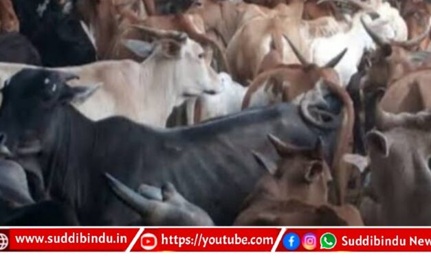 ರಾಜ್ಯದಲ್ಲಿ ಗೋಶಾಲೆ ಯೋಜನೆ ರದ್ದುಗೊಳಿಸಿದ ಕಾಂಗ್ರೆಸ್ : ಬಿಜೆಪಿ ಟೀಕೆ”