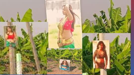 ಬಾಳೆ ತೋಟಕ್ಕೆ “ವಕೃದೃಷ್ಠಿ” ಬೀಳಬಾರದೆಂದು “ಮಾಡೆಲ್‌ಗಳ  ಪೊಟೋ” ರೈತನ ಐನಾಥಿ ಐಡಿಯಾ.‌