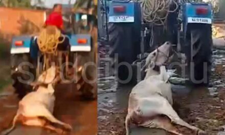 ಮೃತ ಆಕಳನ್ನು ಟ್ರ್ಯಾಕ್ಟರಿಗೆ ಕಟ್ಟಿ ಎಳೆದೊಯ್ದ ಪ್ರಕರಣ : ಮೂವರ ವಿರುದ್ಧ ದೂರು ದಾಖಲು