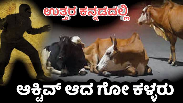 ಉತ್ತರ ಕನ್ನಡದಲ್ಲಿ ಮತ್ತೆ ಆಕ್ಟಿವ್ ಆದ ಗೋ‌ ಕಳ್ಳರು : ಗ್ರಾಮೀಣ ಭಾಗಗಳೆ ಟಾರ್ಗೆಟ್