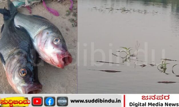 ಮೀನು ಸಾಕಾಣಿಕಾ ಕೆರೆಗೆ ವಿಷ ಬೆರಸಿದ ದುಷ್ಟರು : ಸಾವಿರಾರು ಮೀನುಗಳ ಸಾವು