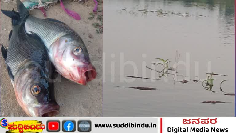 ಮೀನು ಸಾಕಾಣಿಕಾ ಕೆರೆಗೆ ವಿಷ ಬೆರಸಿದ ದುಷ್ಟರು : ಸಾವಿರಾರು ಮೀನುಗಳ ಸಾವು