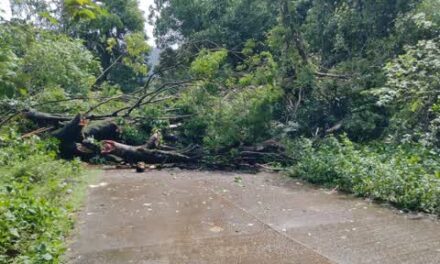 ದೊಡ್ಮನೆ ಘಟ್ಟದಲ್ಲಿ ರಸ್ತೆಗೆ ಬಿದ್ದ ಬೃಹತ್ ಮರ: ಕುಮಟಾ-ಸಿದ್ದಾಪುರ ಮಾರ್ಗದಲ್ಲಿ ಪ್ರಯಾಣಿಕರ ಪರದಾಟ!
