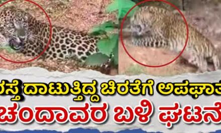 ರಸ್ತೆ ದಾಟುತ್ತಿದ್ದ ಚಿರತೆಗೆ ಅಪಘಾತ : ಭಯದಲ್ಲೇ‌ ಸಂಚರಿಸಿದ ವಾಹನ ಸವಾರರು
