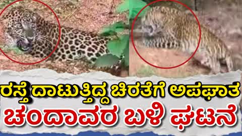 ರಸ್ತೆ ದಾಟುತ್ತಿದ್ದ ಚಿರತೆಗೆ ಅಪಘಾತ : ಭಯದಲ್ಲೇ‌ ಸಂಚರಿಸಿದ ವಾಹನ ಸವಾರರು
