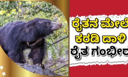 ರೈತನ ಮೇಲೆ ಕರಡಿ ದಾಳಿ : ರೈತ ಗಂಭೀರ