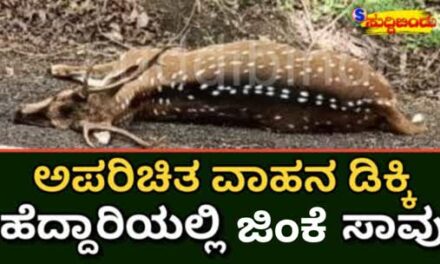 ಅಪರಿಚಿತ ವಾಹನ ಡಿಕ್ಕಿ : ಹೆದ್ದಾರಿಯಲ್ಲಿ ಜಿಂಕೆ ಸಾವು