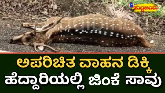 ಅಪರಿಚಿತ ವಾಹನ ಡಿಕ್ಕಿ : ಹೆದ್ದಾರಿಯಲ್ಲಿ ಜಿಂಕೆ ಸಾವು