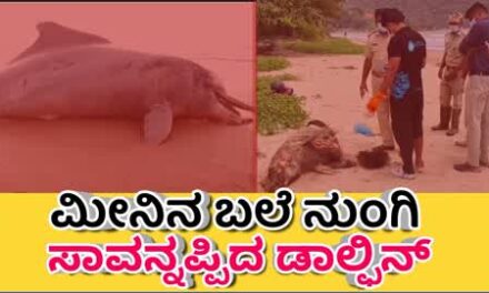 ಮೀನಿನ ಬಲೆ ನುಂಗಿ ಸಾವನ್ನಪ್ಪಿದ ಡಾಲ್ಫಿನ್
