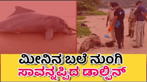 ಮೀನಿನ ಬಲೆ ನುಂಗಿ ಸಾವನ್ನಪ್ಪಿದ ಡಾಲ್ಫಿನ್