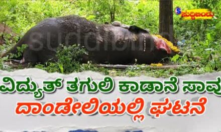 ವಿದ್ಯುತ್ ತಗುಲಿ ಕಾಡಾನೆ ಸಾವು : ದಾಂಡೇಲಿಯಲ್ಲಿ ಘಟನೆ