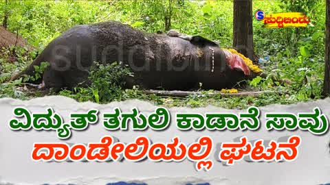 ವಿದ್ಯುತ್ ತಗುಲಿ ಕಾಡಾನೆ ಸಾವು : ದಾಂಡೇಲಿಯಲ್ಲಿ ಘಟನೆ