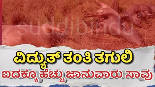 Karwar/ವಿದ್ಯುತ್ ತಂತಿ ತಗುಲಿ ಐದಕ್ಕೂ ಹೆಚ್ಚು ಜಾನುವಾರು ಸಾವು