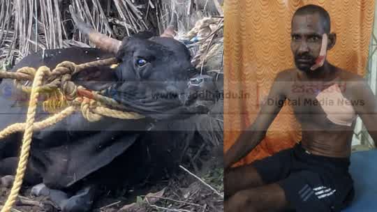 ರೇಬೀಸ್ ಹೋರಿಯಿಂದ ರಂಪಾಟ: ವ್ಯಕ್ತಿಗೆ ತಿವಿತ