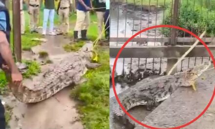 ಬಟ್ಟೆ ತೊಳೆಯುವ ಸ್ಥಳದಲ್ಲಿ ಬೃಹತ್ ಮೊಸಳೆ ಪ್ರತ್ಯಕ್ಷ..!