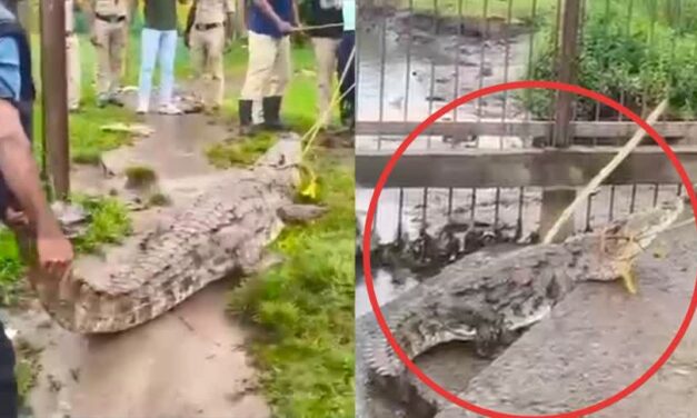 ಬಟ್ಟೆ ತೊಳೆಯುವ ಸ್ಥಳದಲ್ಲಿ ಬೃಹತ್ ಮೊಸಳೆ ಪ್ರತ್ಯಕ್ಷ..!