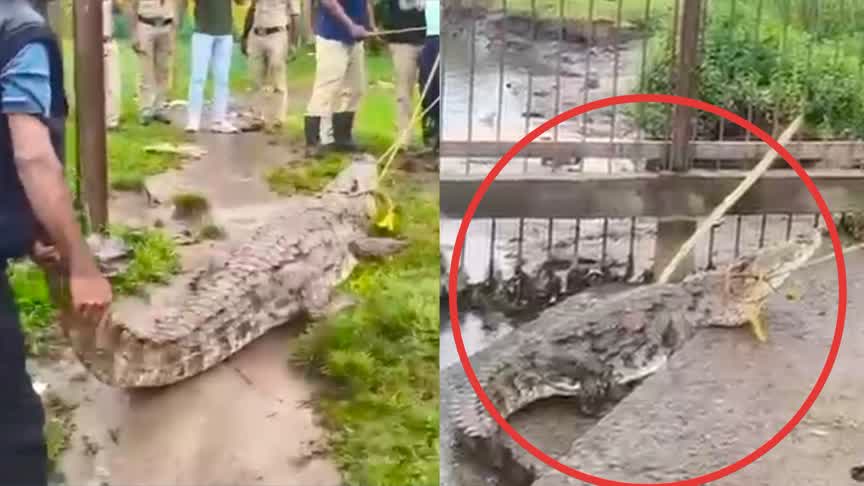 ಬಟ್ಟೆ ತೊಳೆಯುವ ಸ್ಥಳದಲ್ಲಿ ಬೃಹತ್ ಮೊಸಳೆ ಪ್ರತ್ಯಕ್ಷ..!