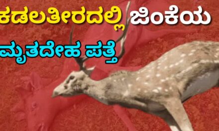 ಕಡಲತೀರದಲ್ಲಿ ಜಿಂಕೆಯ ಮೃತದೇಹ ಪತ್ತೆ