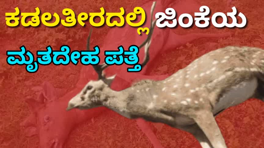 ಕಡಲತೀರದಲ್ಲಿ ಜಿಂಕೆಯ ಮೃತದೇಹ ಪತ್ತೆ