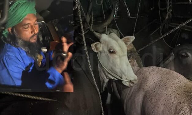 ಅಕ್ರಮ ಜಾನುವಾರು ಸಾಗಾಟ: ಆರೋಪಿ ಪೊಲೀಸರ ವಶಕ್ಕೆ