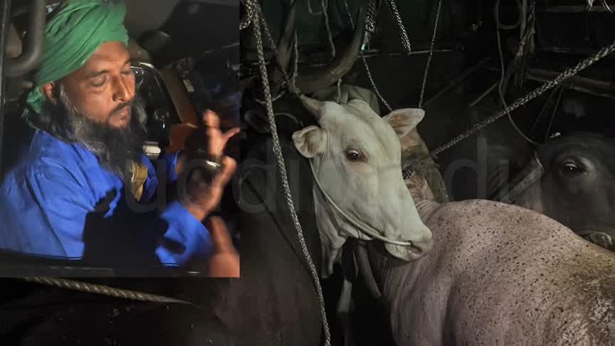 ಅಕ್ರಮ ಜಾನುವಾರು ಸಾಗಾಟ: ಆರೋಪಿ ಪೊಲೀಸರ ವಶಕ್ಕೆ