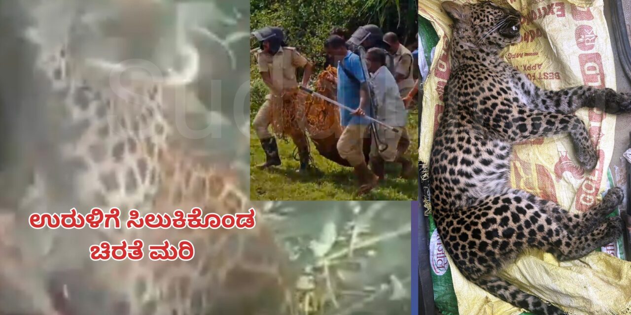 ಕಾಡು ಹಂದಿ ಹಿಡಿಯಲು ಹಾಕಿದ ಉರುಳಿಗೆ ಸಿಲುಕಿ ಚಿರತೆ ಮರಿ ಸಾವು
