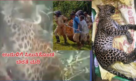 ಕಾಡು ಹಂದಿ ಹಿಡಿಯಲು ಹಾಕಿದ ಉರುಳಿಗೆ ಸಿಲುಕಿ ಚಿರತೆ ಮರಿ ಸಾವು